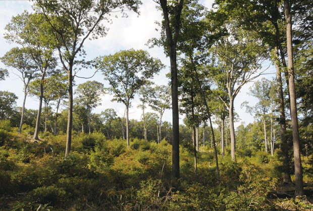 北米東部のナラ類の落葉広葉樹施業林 (写真：大久保達弘）
