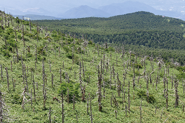 ���n��n���R���ӂ̃I�I�V���r�\�̏W�c�͑��̗l�q�A�T�T�^�я��̒��ɃI�I�V���r�\�̎�؂�������B�w�i�͔�Q�̏��Ȃ��I�I�V���r�\�сi�ʐ^�F��v�ےB�O�j